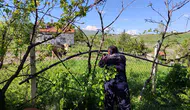 Akyurt’ta Kaçan Kurbanlık Dana Uzun Uğraşlar Sonucu Yakalandı