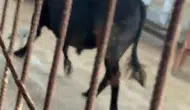 Ankara Kızılcahamam’da Kaçan Kurbanlık Dana Paniğe Neden Oldu