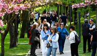 Dikmen Vadisi’nde Sakura Ağaçları Çiçek Açtı