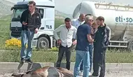 Beypazarı’nda Otomobilin Çarptığı Geyik Ağır Yaralandı