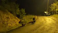 Kızılcahamam’da anne ayı ve yavruları kameraya yansıdı