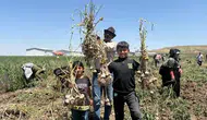Haymana'da İlk Sarımsak Hasadı: 350 Ton Rekolte Bekleniyor