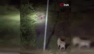 Kızılcahamam’da Ayılar ve Sokak Köpekleri Karşı Karşıya Geldi