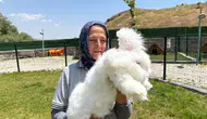Elmadağ'da Ankara Tavşanları Üretiliyor