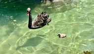 Kuğulu Park'ta 4 Yeni Yavru Dünyaya Geldi, Kuğu Sayısı 18 Oldu