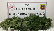 Ankara'da Narkotik Operasyonu: 150 Kök Kenevir Ele Geçirildi