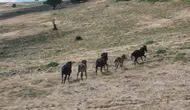 Kızılcahamam'da Yılkı Atları Yaylalarda Görüntülendi