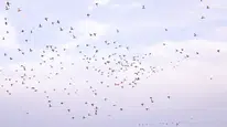 Ankara Sincan'da Binlerce Sığırcık Kuşu Gökyüzünü Kapladı