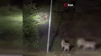 Kızılcahamam’da Ayılar ve Sokak Köpekleri Karşı Karşıya Geldi