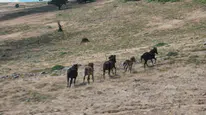 Kızılcahamam'da Yılkı Atları Yaylalarda Görüntülendi