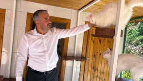 Ankara kedileri 27 ülkeden 7/24 canlı izleniyor