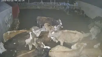 Hayvanlar Telef Oldu