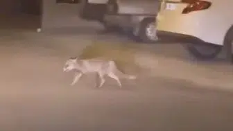 Ankara'da Aç Kalan Tilki Mahalleye İndi: Vatandaşlar Görüntüledi