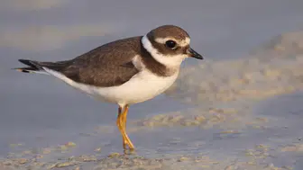 Göçmen Kuşların Uğrak Noktası Türkiye: 2025'te 179 Türden 34 Bin 360 Kuş Halkalandı