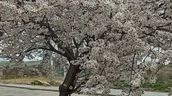 Beypazarı’nda Bahar Güzelliği: Badem ve Kayısı Ağaçları Çiçek Açtı