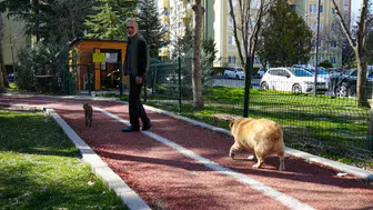 Ankara'da Obez Köpek 'Kız' Günlük Yürüyüşlerle Zayıflıyor