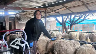 Ankara’da Şehir Hayatını Bıraktı: Kadın Girişimci Fransız Lacaune Koyunları Yetiştiriyor