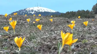 Kızılcahamam Salın Yaylası'nda Çiğdemler Renk Cümbüşü Yarattı