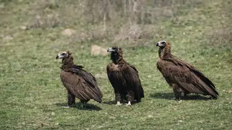 Kızılcahamam’da Nadir Görüntü: Kara Akbaba Sürüsü Objektife Yansıdı