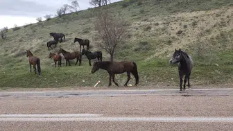 Beypazarı’nda Yılkı Atları Doğal Ortamlarında Görüntülendi