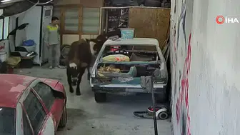 Ankara’da Ahırdan Kaçan Danalar Oto Tamirciye Girdi