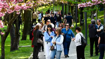 Dikmen Vadisi’nde Sakura Ağaçları Çiçek Açtı