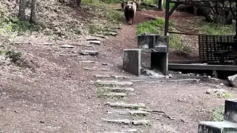 Soğuksu Milli Parkı’nda Ayı Ailesi Kamerada