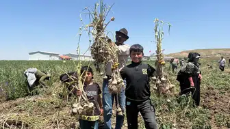 Haymana'da İlk Sarımsak Hasadı: 350 Ton Rekolte Bekleniyor