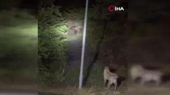 Kızılcahamam’da Ayılar ve Sokak Köpekleri Karşı Karşıya Geldi