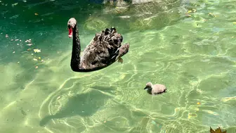 Kuğulu Park'ta 4 Yeni Yavru Dünyaya Geldi, Kuğu Sayısı 18 Oldu