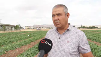 Çubuk Turşusunda Hasat Başladı: Üreticiler Sıcakta Mesai Yapıyor
