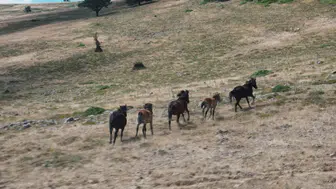 Kızılcahamam'da Yılkı Atları Yaylalarda Görüntülendi