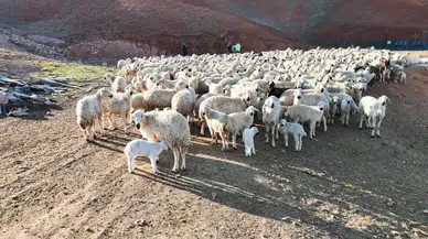 Ankara'da Kuzuların Annelerini Bulma Anı Dronla Görüntülendi