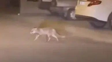 Ankara'da Aç Kalan Tilki Mahalleye İndi: Vatandaşlar Görüntüledi