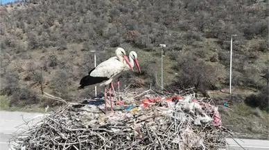 Baharın Habercisi Leylekler Ankara’ya Geldi