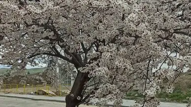 Beypazarı’nda Bahar Güzelliği: Badem ve Kayısı Ağaçları Çiçek Açtı