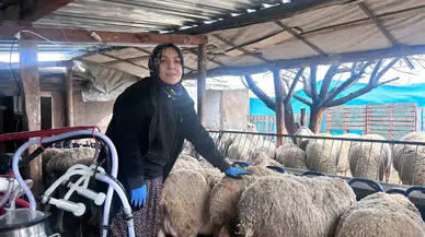Ankara’da Şehir Hayatını Bıraktı: Kadın Girişimci Fransız Lacaune Koyunları Yetiştiriyor