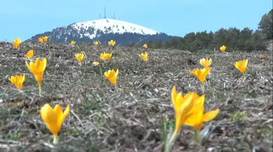 Kızılcahamam Salın Yaylası'nda Çiğdemler Renk Cümbüşü Yarattı
