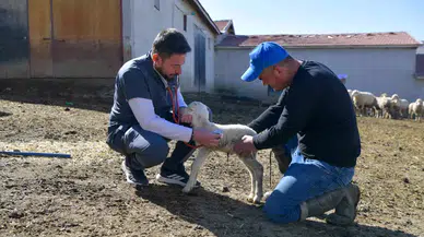Çiftçilerin Veteriner Giderleri Karşılanacak