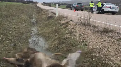 Ankara’da araç geyiğe çarptı: Hayvan telef oldu