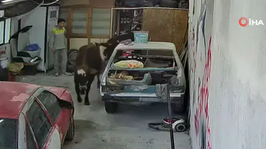 Ankara’da Ahırdan Kaçan Danalar Oto Tamirciye Girdi