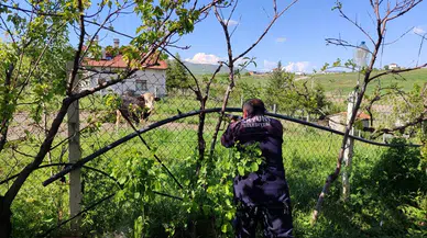 Akyurt’ta Kaçan Kurbanlık Dana Uzun Uğraşlar Sonucu Yakalandı