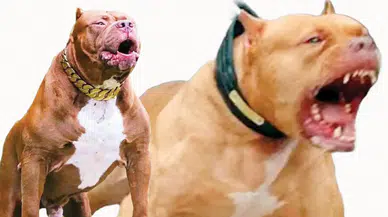 Ankara’da 2 Çocuğu Yaralayan Pitbullun Sahibi Tahliye Edildi