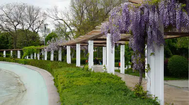 Gençlik Parkı Sümbüllerle Renklendi: Ankara Baharıyla Buluştu