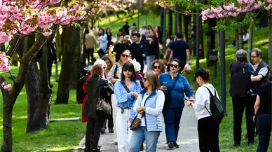Dikmen Vadisi’nde Sakura Ağaçları Çiçek Açtı