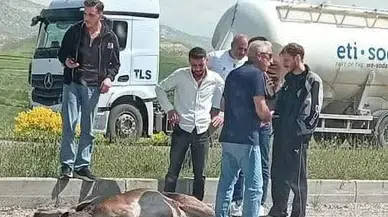 Beypazarı’nda Otomobilin Çarptığı Geyik Ağır Yaralandı