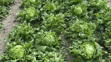 Beypazarı’nda Dolu Yağışı Tarım Arazilerine Zarar Verdi