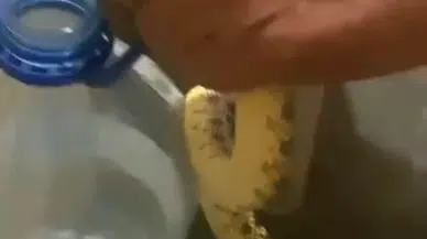 Polatlı’da Yerleşim Yerine İnen Yılanlar Paniğe Neden Oldu