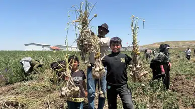 Haymana'da İlk Sarımsak Hasadı: 350 Ton Rekolte Bekleniyor
