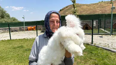 Elmadağ'da Ankara Tavşanları Üretiliyor